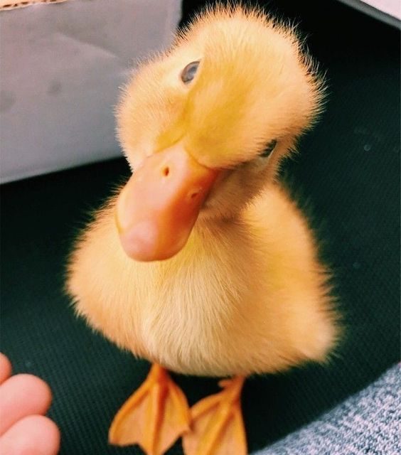 Little Quacker!