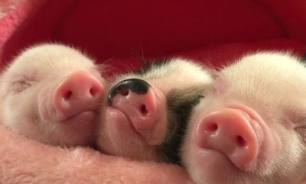 Three Little Pigs！