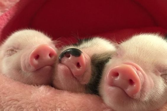 Three Little Pigs！