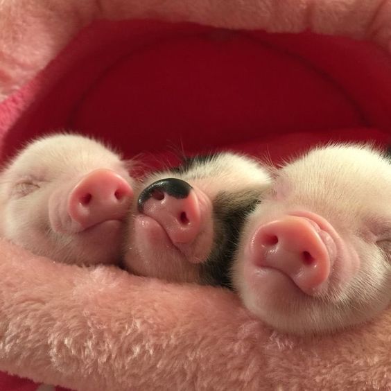 Three Little Pigs！