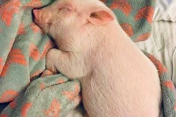 Sleepy Piglet