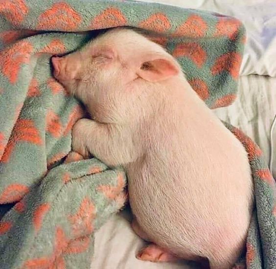 Sleepy Piglet
